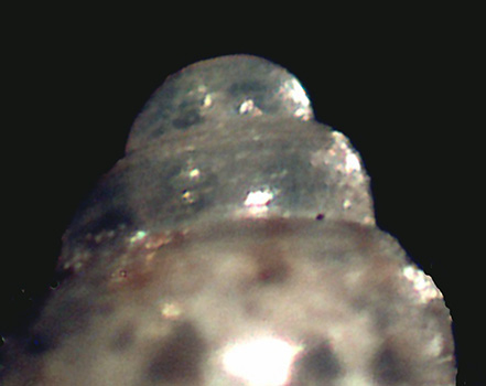 Altra Setia da identificare